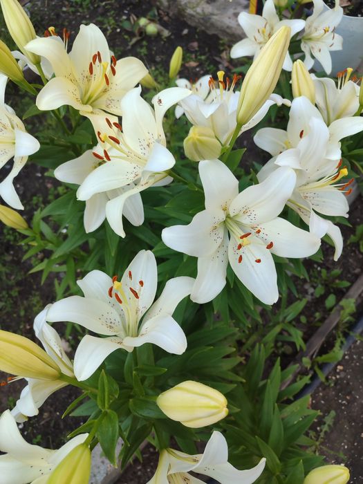 Продам дачу, без долгов