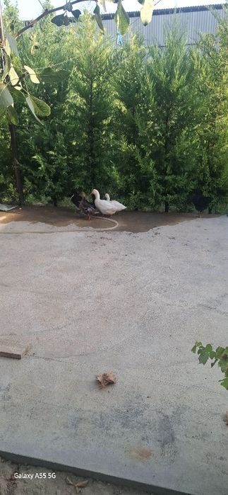 Урдаклар сотилади. 6та. 100мингдан.  Хўрози хам шу нархда