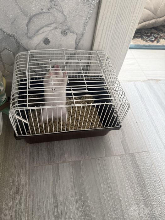 Продаются грызуны