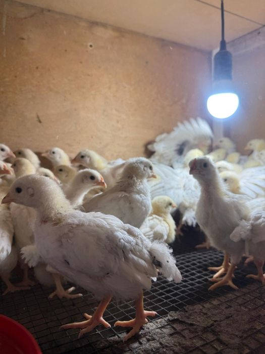 Продаются цыплята Адлера
