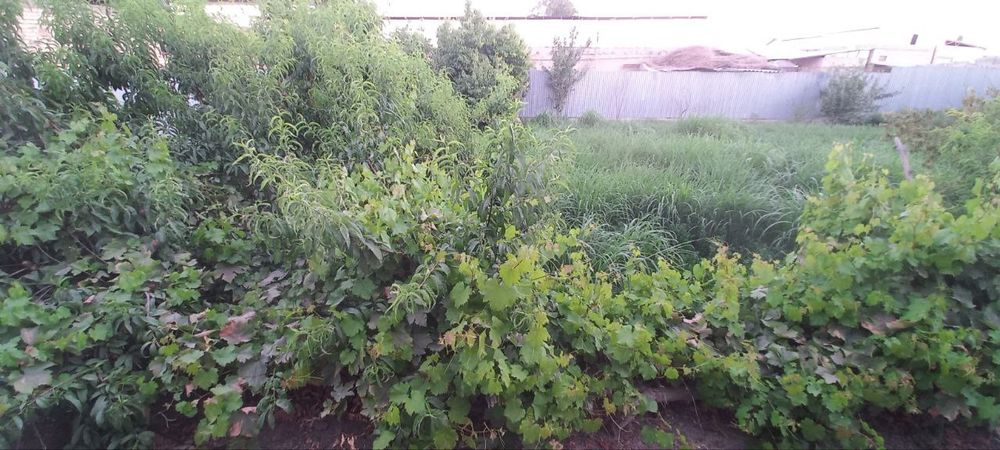 Yer sotiladi Kogon tumani