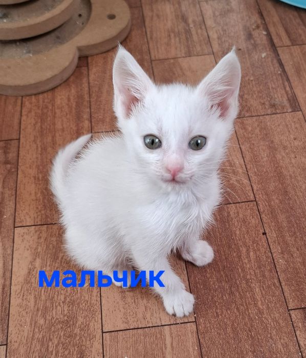 Котята в ответственные руки!