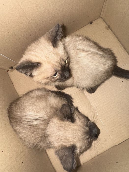 Котята отдам в добрые руки
