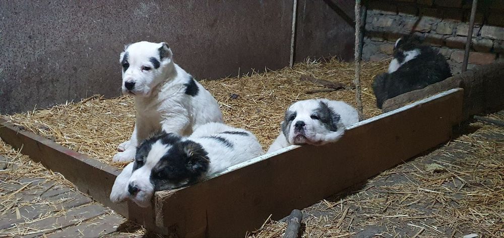 Породные щенки алабая ждут своих Героев!