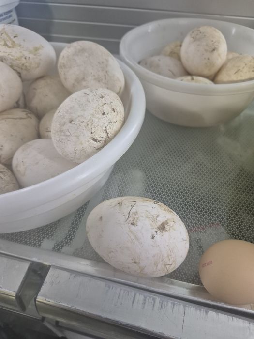 G'oz tuxumlari va g'ozlar sotiladi