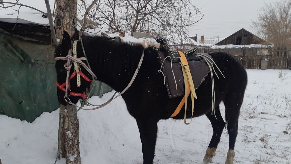Продам седло казаское
