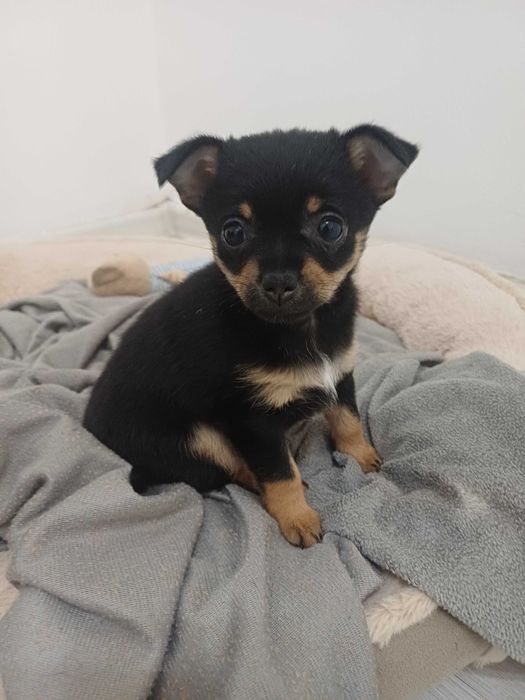 Пинчер гр. Шумен