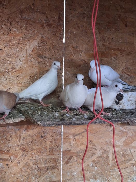 Turturelelor rozătoare albe tineret