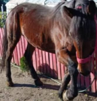 Iapă trapasă foarte