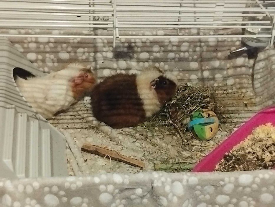 Голяма оборудвана клетка за гризачи (60х90 см) + аксесоари (Бургас)