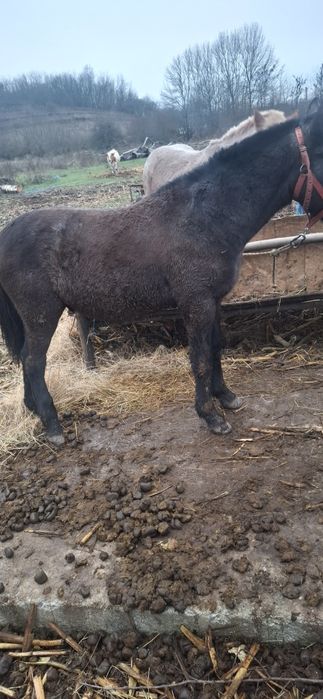 Vand manz de 8 luni mai multe detalii in privat