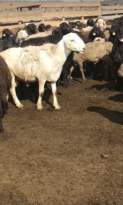 Обмен тоқты қошқар 2024 қозысы