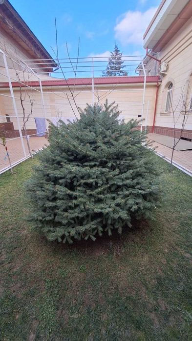 Арча сотилади     .