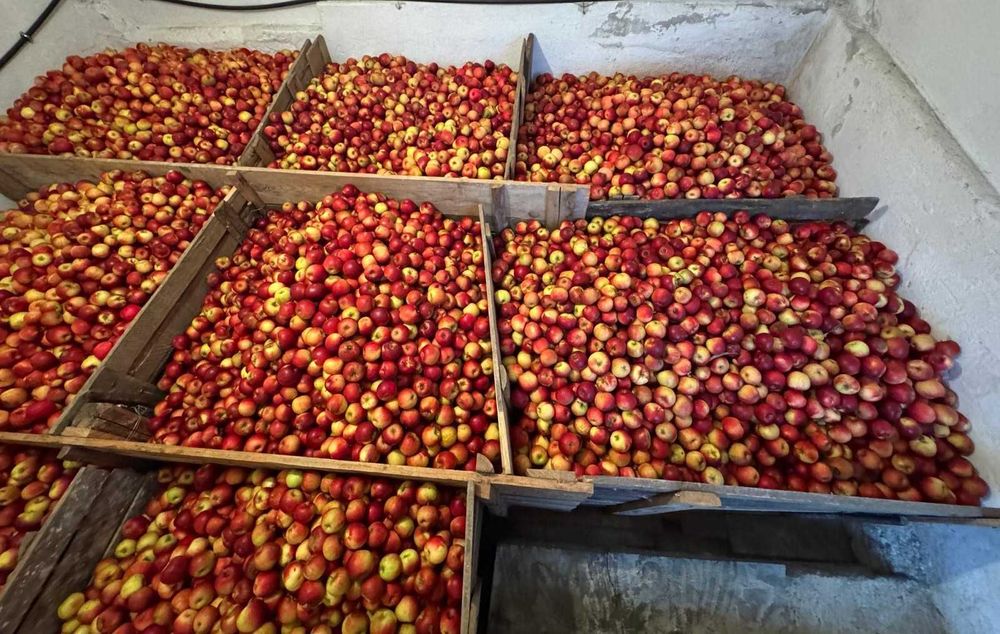 Mere de vanzare diverse soiuri