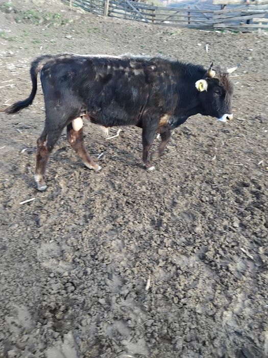 Taur și tăurași de vânzare