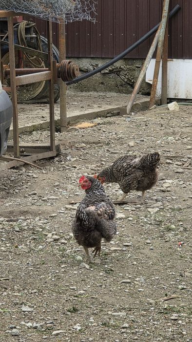 Găini  de casă   barzui