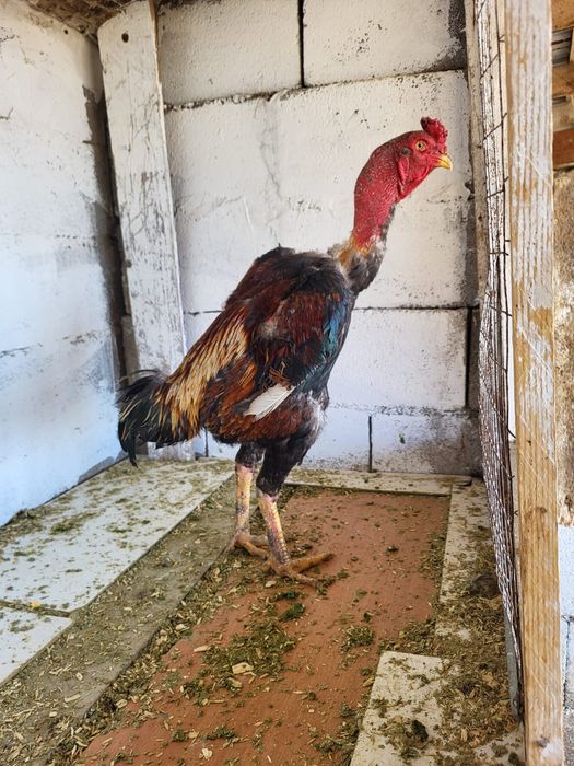 Сатамын дакан кораз 35000