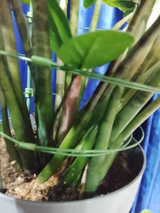 Замиокулькас ( Долларовое дерево)