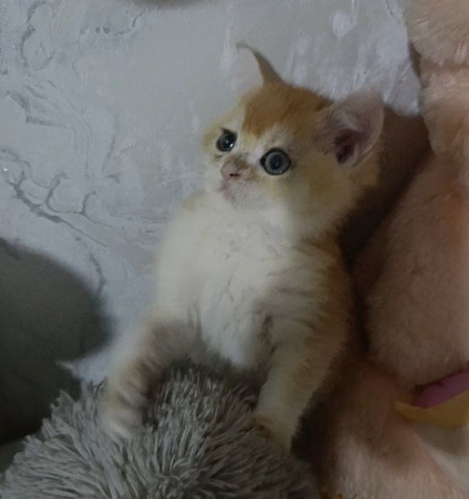 Britanskiy zalatoy shinshilla