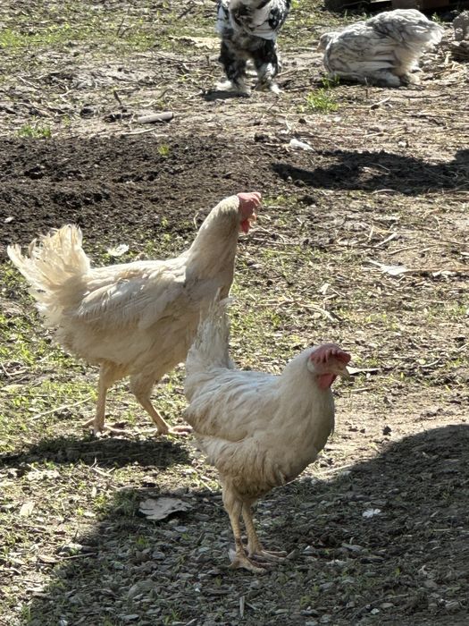 Куры несушки оптом и в розницу