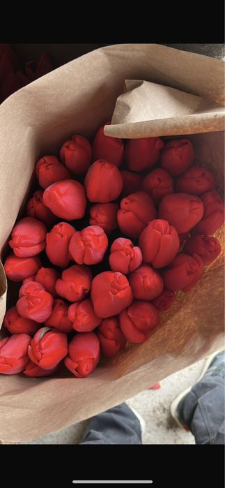 Тюльпан премиум