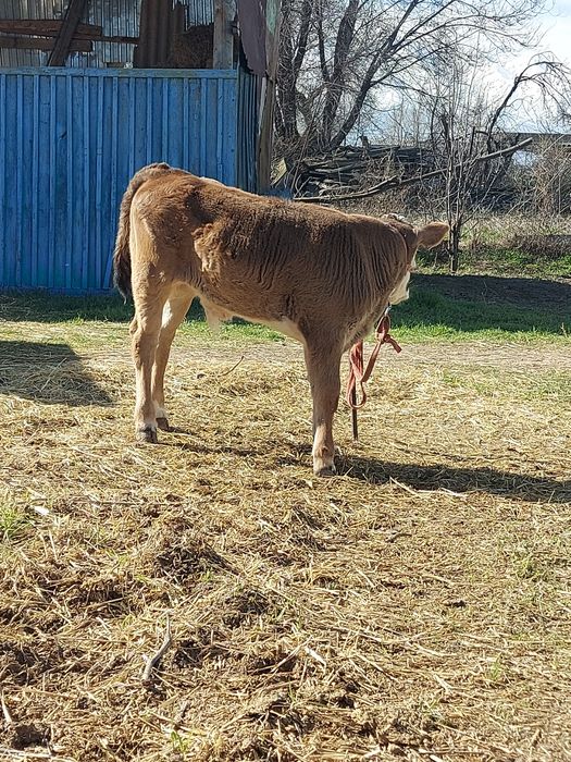 Бірінші тума Алатау
