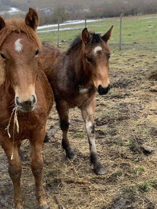 Mânză si armasar de vanzare