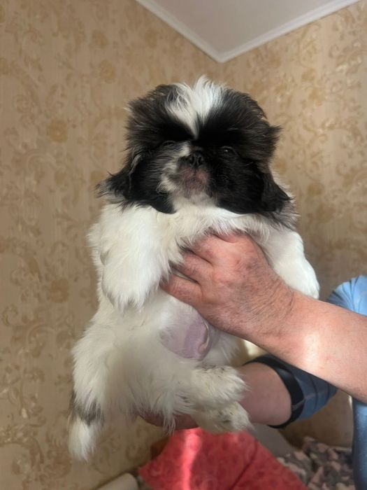 Продам щенка пекинеса