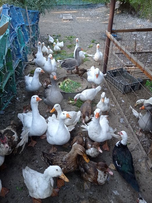 Продаю курей, гусей, уток ,