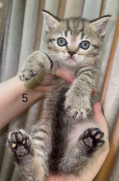 Котята шотландские мушук