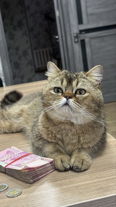 Скоттиш страйт сотилади