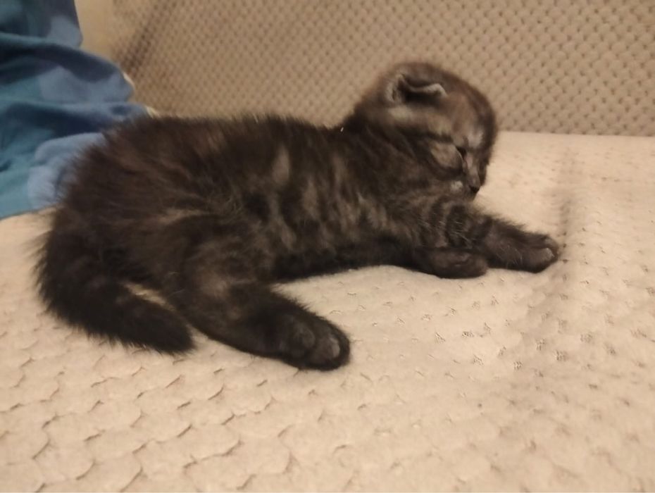 Продаем котенка девочку