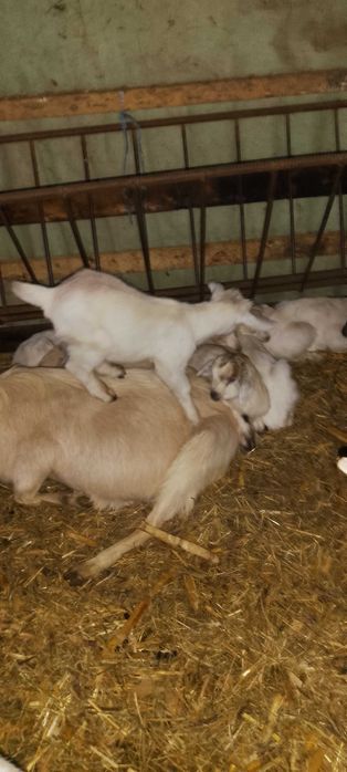 Iezi disponibili Nucet Dambovita