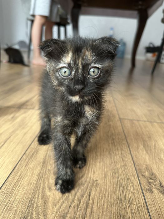 Отдам котенка беспл