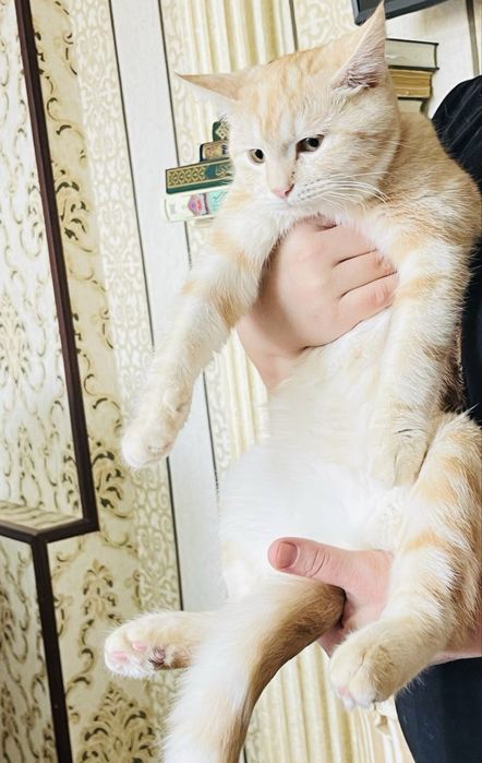 Британский и трёхцветный смешанная