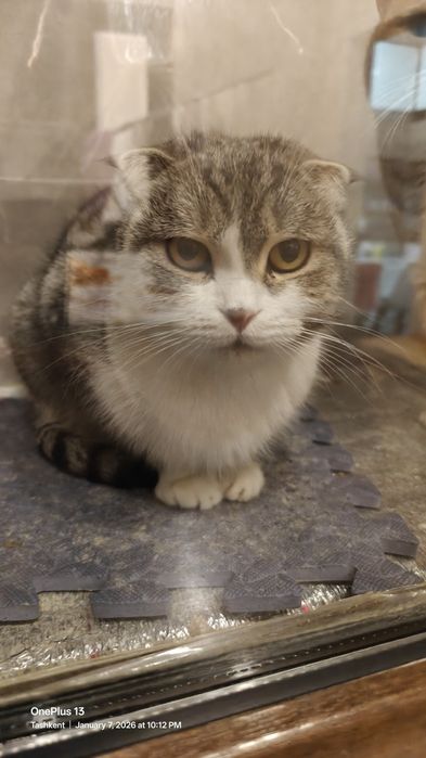 British Fold mushuk! 2,5 yosh