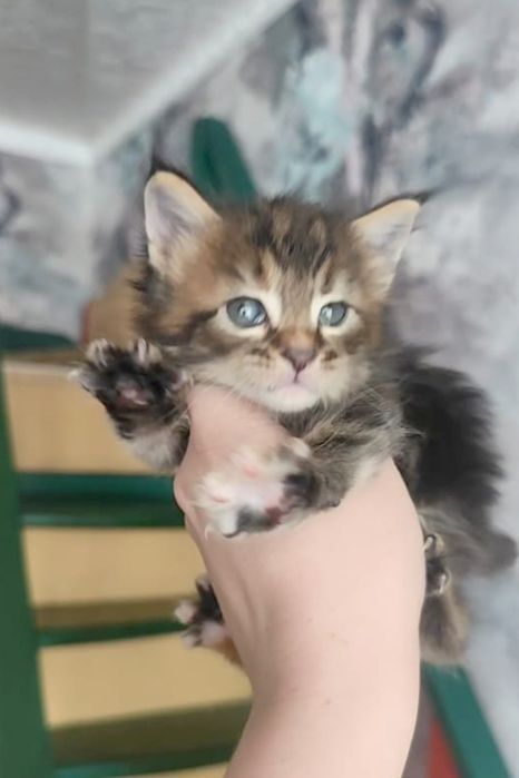 Мейн Кун чистокровные котята