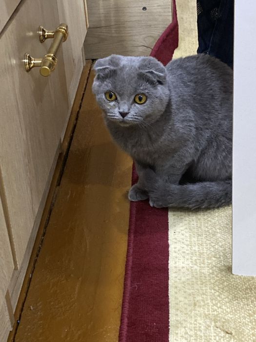Scottish Fold Cat