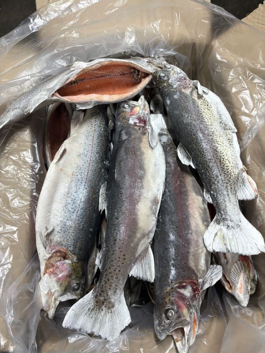 Продам Радужная форель