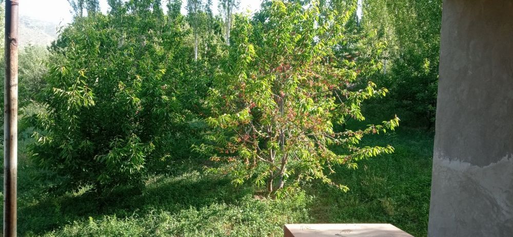 Дача учун ер сотилади манзил Тошкент вилояти Паркент тумани Кумушкон қ