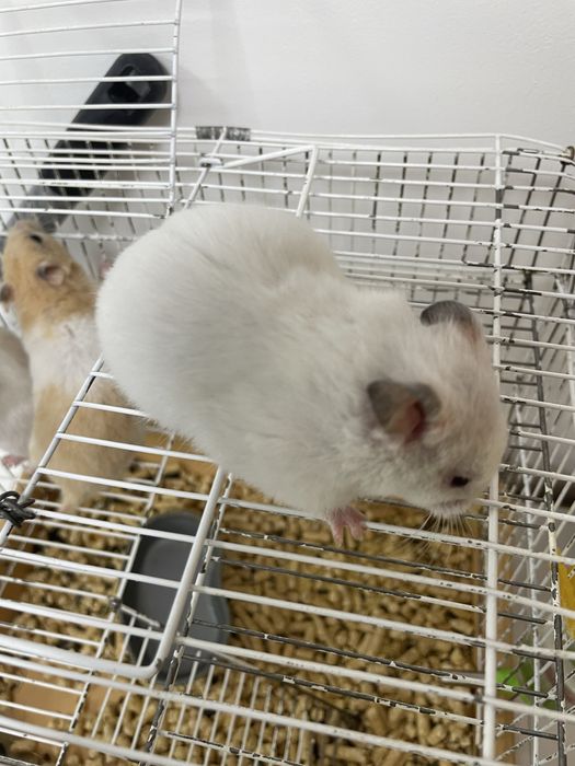 Продам хомяков сирийцы