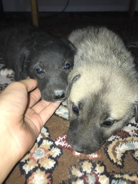 Хаски кушык сатылады