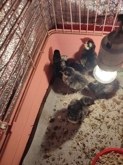 Цыплята Австролорп