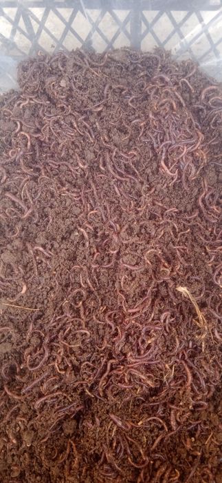 Сифатли биогумус ва Калифорния чувалчанглари