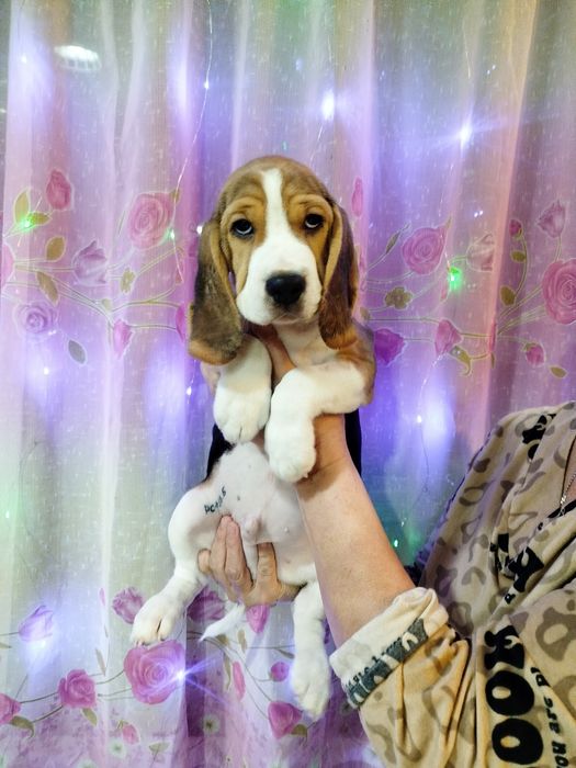 Высокопородные щенки Бигля