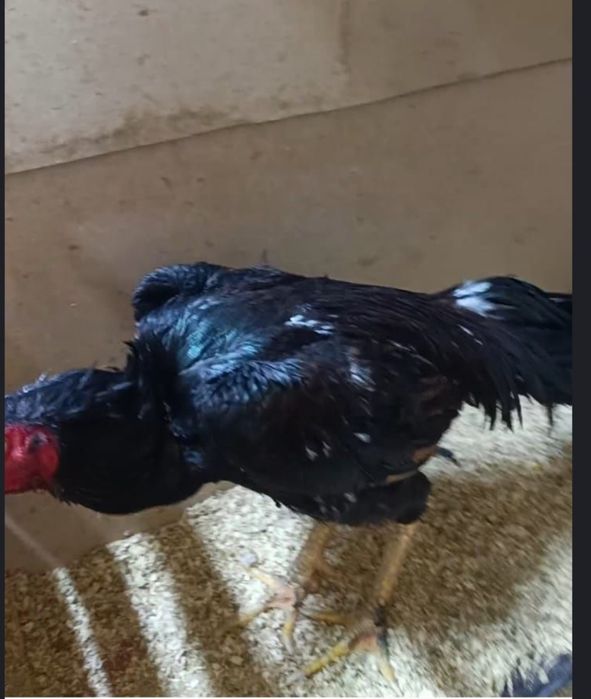 Продам бойцового петуха