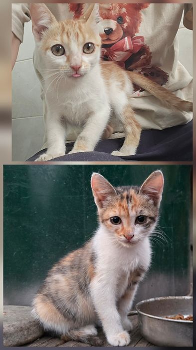 Adoptie responsabila!!