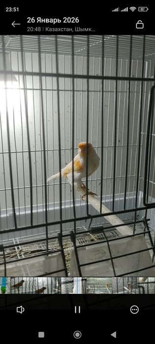 Канарейки красная мозайка