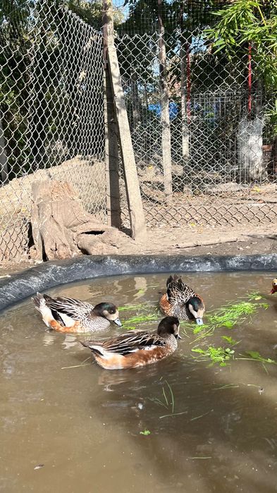 Rate exotice de vanzare