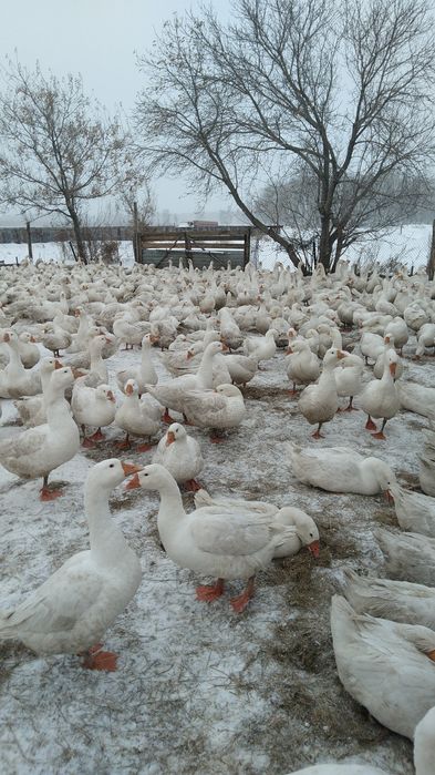 Дом в шаховском с водой